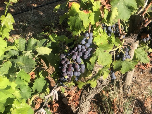 Francie 2019 – foto 17