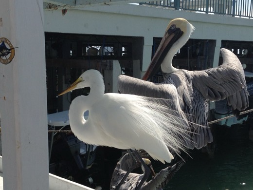 Miami Key West 2012 – foto 20