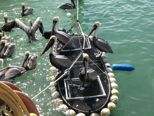 Miami Key West 2012 – foto 21