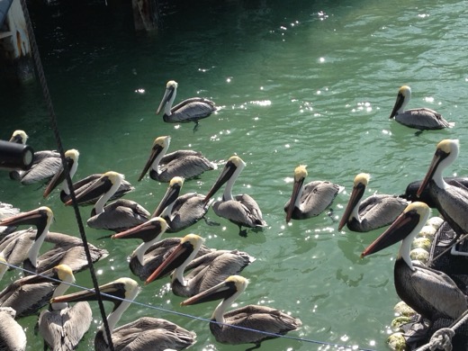 Miami Key West 2012 – foto 22