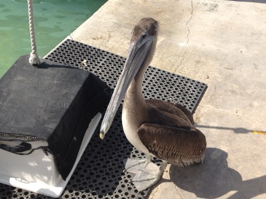 Miami Key West 2012 – foto 23