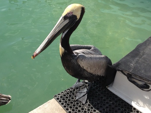 Miami Key West 2012 – foto 24