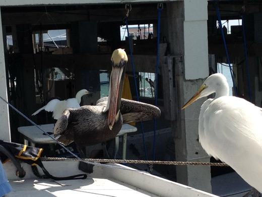 Miami Key West 2012 – foto 26