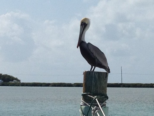 Miami Key West 2012 – foto 28