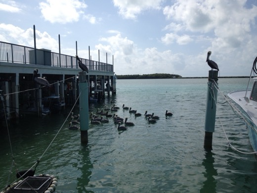 Miami Key West 2012 – foto 29