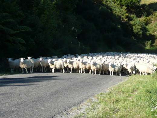 Nový Zéland 2009 – foto 12