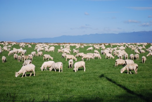 Nový Zéland 2010 – foto 29