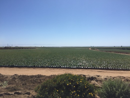 San Francisco-San Diego 2015 – foto 22