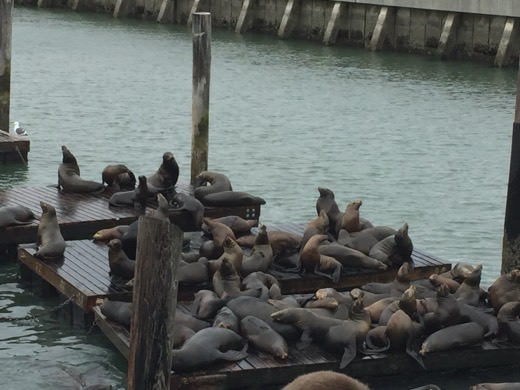 San Francisco-San Diego 2015 – foto 64