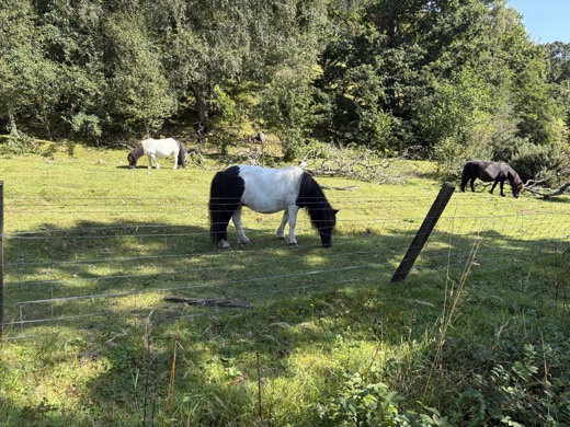 Skotsko a Anglie 2025 – foto 31