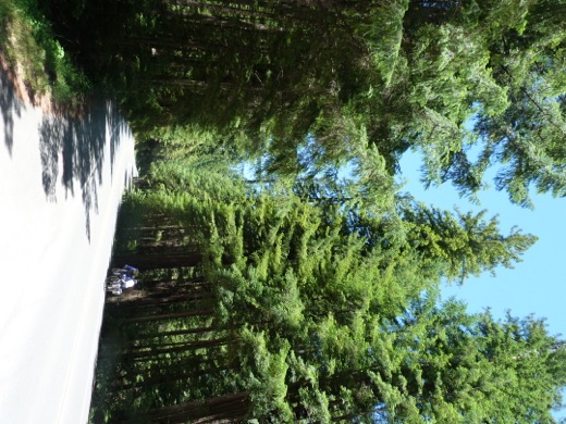 Západní pobřeží USA 2011 – foto 31