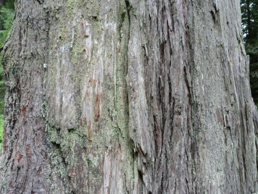Západní pobřeží USA 2011 – foto 40